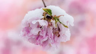 Студеные сады: погодные аномалии бьют по Югу России