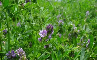 Урожайность люцерны упала – мировой рынок ждет дефицит?