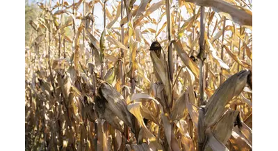 Российская кукуруза станет сырьем для нового китайского завода в Казахстане