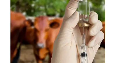 Россельхознадзор предупреждает: в продаже обнаружена подделка популярного ветпрепарата