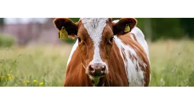 Тяжелый металл в корме: опасная находка в добавке орловского производства 