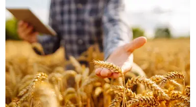 Экономический подход к выбору сорта пшеницы – увеличиваем доход на 30%