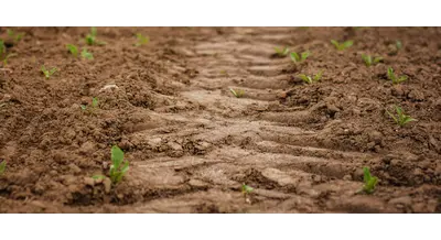 Миллиарды и тонны: как российские аграрии стартанули в этом году