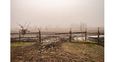 Сомнительное зерно и другие нарушения – что не так с "Дубовицким"