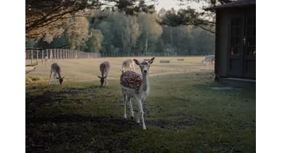 Дисней по-русски: на волгоградской ферме нашлись свои Тимон и Пумба