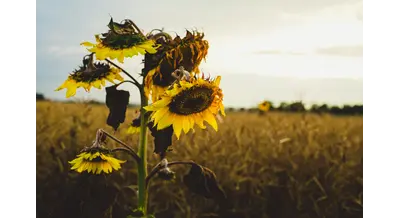 Застряли на финише – алтайские фермеры не могут убрать урожай из-за погоды