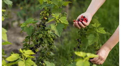 Ивановская область расширяет сады – посадок стало больше в 25 раз