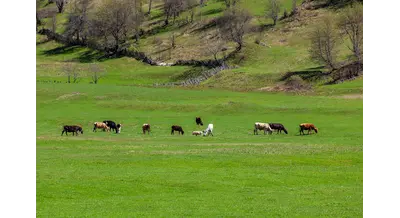 В Казахстане запустят льготный кредит на пастбища – "Жайлау" под 6%