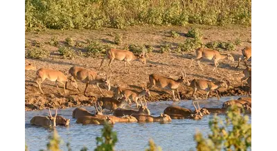 Костанайские фермеры просят разрешить отстрел сайгаков ради спасения полей