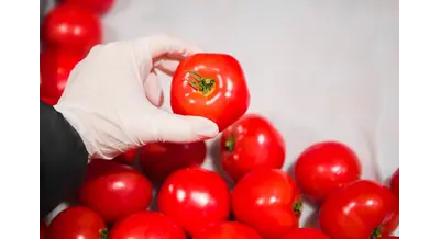 Российские ученые в 6 раз ускорили селекцию томатов – технология