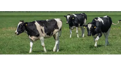 Субсидии животноводам Брянщины - на что пойдут деньги