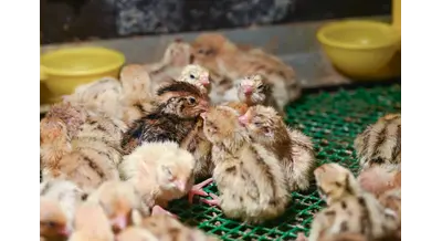 Разворот за мечтой – как амурский автоинструктор создала ферму с нуля