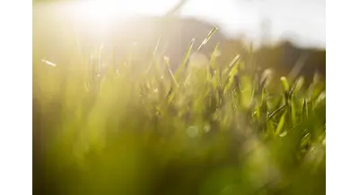 Плата за засуху – кубанским фермерам компенсируют приобретение семян