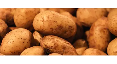 Ловушка для фермера: чем опасен дешевый импортный картофель