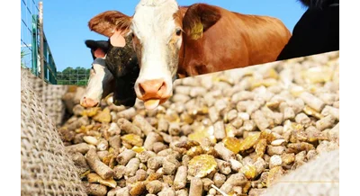 Точно, быстро экологично – новый метод анализа биотина в кормах от ученых СПбГУ