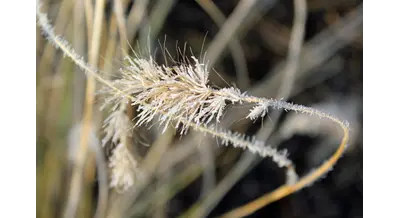 Синоптики и страховщики бьют тревогу: возвратные заморозки уже на пороге