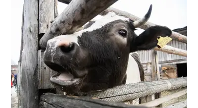 Полное скотство: как карантин в Новосибирской области превратился в катастрофу