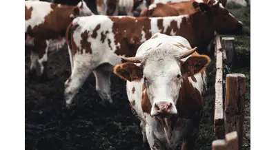 По стопам Сибири: волна забоя скота докатилась до Поволжья