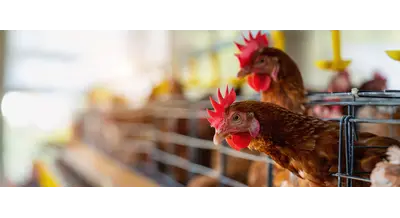 Омская область создаст 2500 рабочих мест - где появятся заводы-гиганты