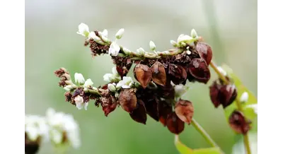 Парадокс гречихи: урожай в России снижается, а экспорт бьет рекорды