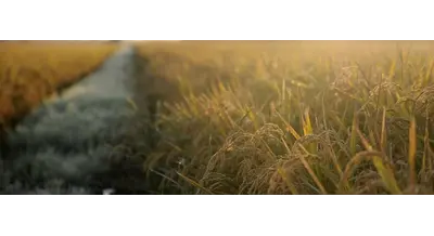 Сколько вакансий в АПК будет в ближайшие годы - ответили власти