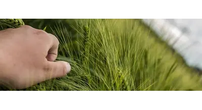 Генетический экспресс-тесты для ускорения селекции пшеницы создали в РФ