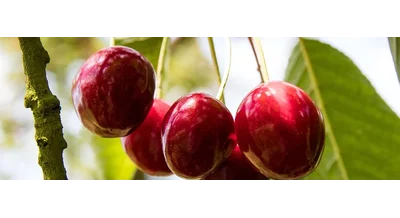 Ягодный шок - черешня бьет рекорды подорожания