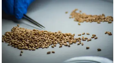 Рекордсмены по качеству: пшеница на Кубани и в Адыгее более чем удалась&nbsp;