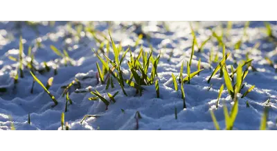 Озимые пережили зиму лучше, чем в прошлом году - без паники