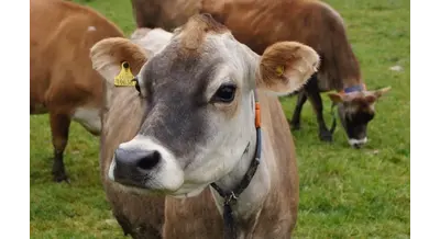 700 воронежских нетелей породы Джерси уехали в Казахстан