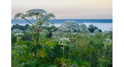 Регионы обменялись опытом в борьбе с борщевиком – новый подход к проблеме