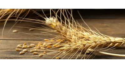 В России вводят тотальный контроль за зерном - как это будет работать