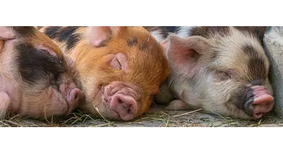 Введение штрафов за нарушения в ветеринарии перенесли на 3 года