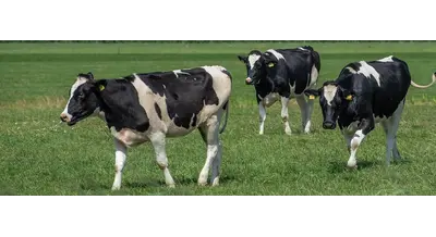 Казахстанские животноводы получат льготные кредиты под 5-6%