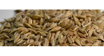 Семена с сюрпризом - как мошенники дурят аграриев