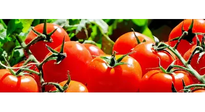 Первый ГОСТ для фермеров: новые правила игры с 2026 года