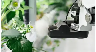 Пчелы отдыхают: создан первый в мире робот для опыления земляники с КПД выше 90%