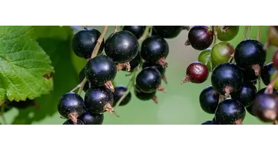 Агробизнес с душой: как ягодная ферма в Смоленской области добилась успеха