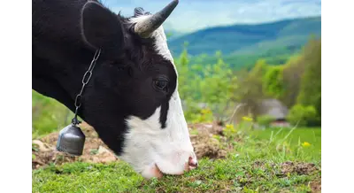 В Госдуме обсудил госпрограмму для молочного животноводства – что решили?