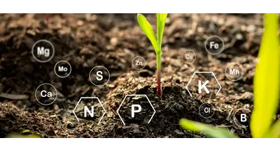 Какие удобрения вносить перед посевом зерновых, чтобы не потерять урожай еще до всходов?
