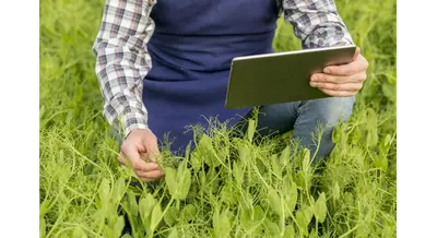 Ивановские аграрии могут застраховать скот и урожай с господдержкой