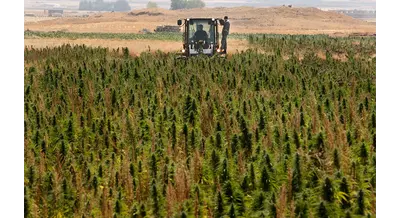 Техническая конопля в России – культура будущего или проблемная отрасль?