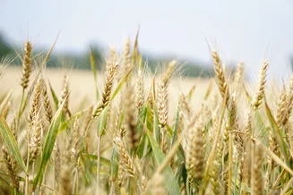 Крупный мировой поставщик прекратит экспорт зерна из России