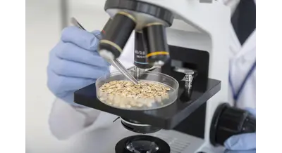 97% красноярских семян под урожай зерна заражены – как побороть корневую гниль