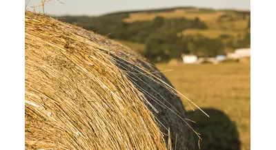 Быстрее, выше, сильнее: вологодские фермеры отклонились от плана