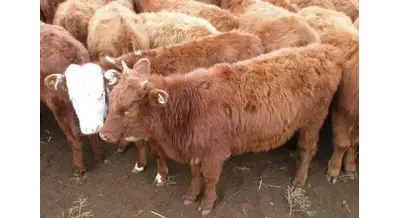 Телята с господдержкой – гранты для фермеров Калмыкии увеличат на четверть