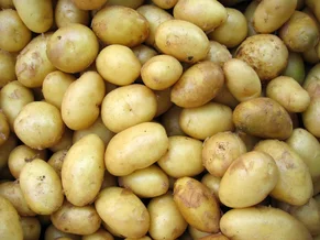 Самые популярные сорта картофеля в России - импортной селекции