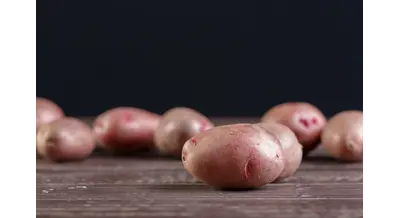 Альфа-картофель: как собрать 85 тонн с гектара без болезней и вредителей