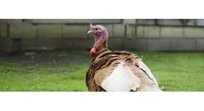 Куры под контролем, индейка буксует: в России продолжат поддерживать птицеводство до 2030 года