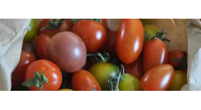 16 тонн опасных томатов развернул Россельхознадзор на границе